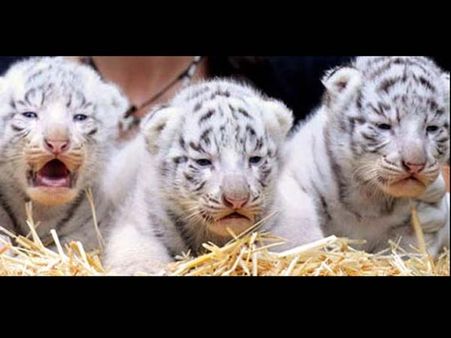 நியூமரலாஜிப்படி ஜெ. பெயரிட்ட 