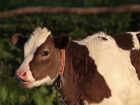 டெல்லியில் விபரீதம்..... 