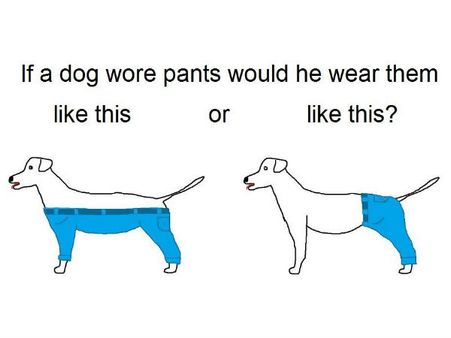 நாய்க்கு எப்படி பேண்ட் போடணும்.... நெட்டைக் கலக்கும் ஒரு 