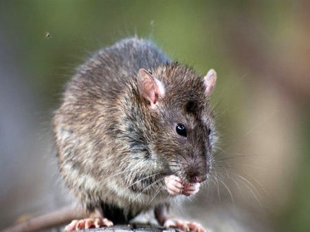 மார்ச்சுவரியில் அகோரம்... பெண்ணின் சடலத்தைக் கடித்துக் குதறிய எலி... விசாரணைக்கு உத்தரவு