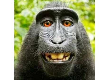 குரங்கு எடுத்த செல்பிக்கெல்லாம் எப்படிங்க காப்பிரைட் தர முடியும்.. கோர்ட் மறுப்பு