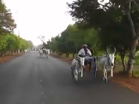 ரேக்ளா பந்தயத்திற்கு தயாராகும் கொங்கு மண்ணின் மைந்தர்கள்...