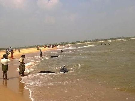 மணப்பாடில் மேலும் 10 திமிங்கிலங்கள் உயிரிழப்பு - காரணம் தெரியாமல் தடுமாறும் மீன்வளத்துறை