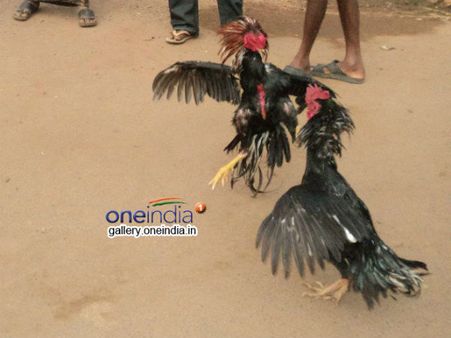 தடையை மீறி “சேவல் சண்டை” துவக்கி வைத்த ஆளும்கட்சி எம்.பி - ஆந்திராவில் பரபர...