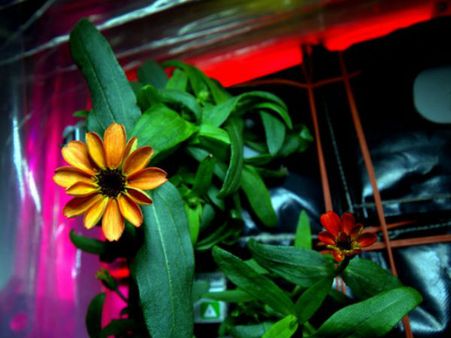 மலர்களே மலர்களே.. இது என்ன கனவா... விண்வெளியில் கண் சிமிட்டிய முதல் பூ... !