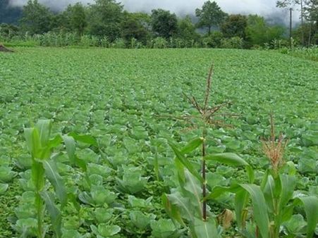 நாட்டின் முதல் “ஆர்கானிக்” வேளாண்மை மாநிலமாக சிக்கிம் அதிகாரபூர்வ அறிவிப்பு!