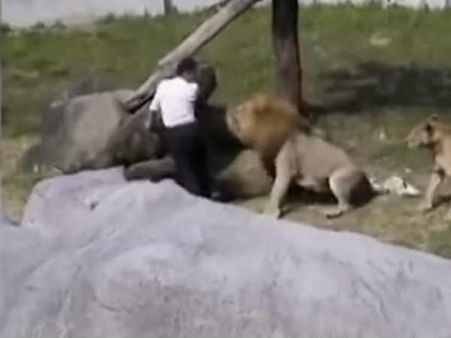 சிங்கங்களிடம் சிக்கிய மனநலம் பாதித்தவர்... மரணவாசலில் இருந்து மயிரிழையில் தப்பிய வீடியோ!