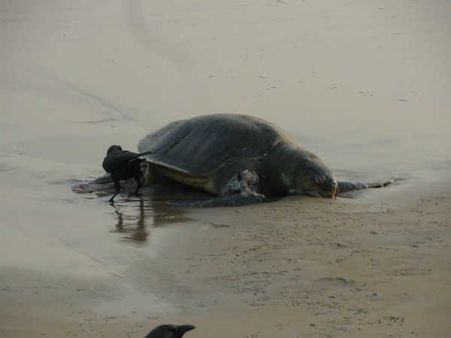 தமிழகத்தில் திமிங்கலங்கள் இறந்ததை போல ஒடிஷா கடற்கரையில் கரைஒதுங்கின ஆமைகளின் சடலங்கள்!!