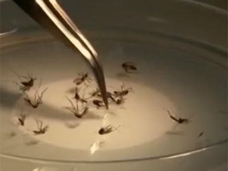 குரங்குபோல உருவத்தை மாற்றும் ஜிக்கா வைரஸ்.. முன்னெச்சரிக்கையாக இருப்பது எப்படி?