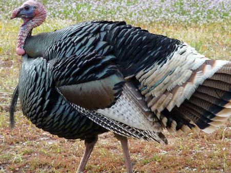 மார்த்தாண்டத்தில் மர்ம விலங்கு நடமாட்டத்தால் மக்கள் பீதி