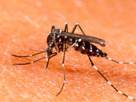 ஜிக்கா வைரஸால் பாதிக்கப்பட்டுள்ள நாடுகளுக்கு செல்லாதீர்கள்: மத்திய அரசு அறிவுரை