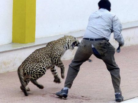 பெங்களூர் புறநகரில் 2 சிறுத்தைகள் ஊடுருவியதாக வதந்தி- வீட்டுக்குள் முடங்கிய மக்கள், பள்ளிகள் மூடல்!