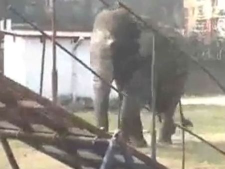 நகருக்குள் புகுந்து வாகனங்களை நொறுக்கி, 100 வீடுகளை உடைத்த யானை... பீதியில் தெறித்து ஓடிய மக்கள்!