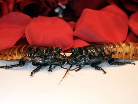 பூக்களைத் தூக்கிப் போடுங்க... பிடிங்க ‘கரப்பான்பூச்சி’யை... 2016ன் சிறந்த காதலர் தின பரிசாம்!