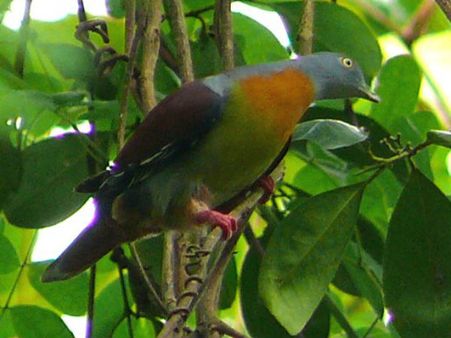 கூந்தன்குளத்தில் பறவைகள் எண்ணிக்கை அதிகரிப்பு- கணக்கெடுப்பில் தகவல்