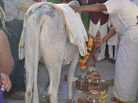 தமிழர் திருநாள் கொண்டாட்டம்.. பொங்கல் சாப்பிட்ட டல்லாஸ் மாடு !