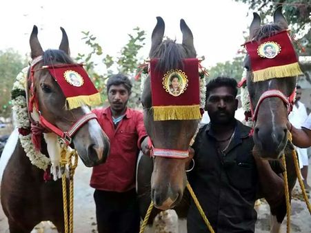 ஸ்டிக்கர் ஒட்டுவதில் அதிமுகவினர் எந்த வேறுபாடும் பார்ப்பதில்லை! குதிரைக்கும் அம்மா ஸ்டிக்கர் !!