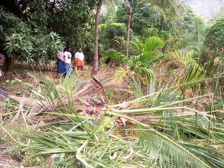 நெல்லை அருகே ஊருக்குள் இறங்கிய 'கொம்பன்'