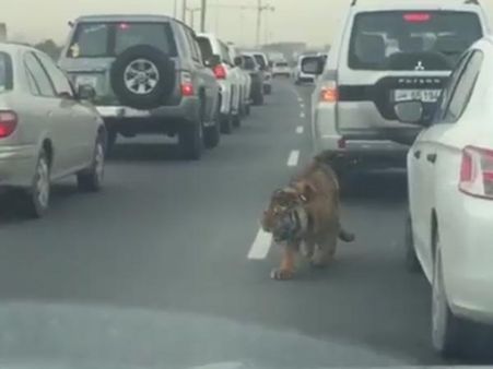 தோஹாவின் பிசியான சாலையில் கிலியை கிளப்பிய புலி: தீயாக பரவும் வீடியோ