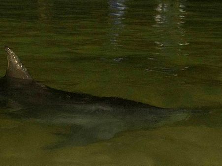 சென்னை: ஈ.சி.ஆர் கடற்கரையில் கரை ஒதுங்கிய டால்பின்களால் பரபரப்பு