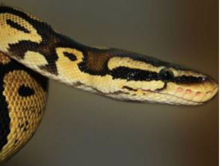 ஹோட்டலில் மூக்கு முட்ட சாப்பிட்டுவிட்டு டிப்ஸுக்கு பதில் மலைப்பாம்பை விட்டுச் சென்ற நபர்