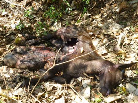 மீண்டும் ‘புலி’ அட்டூழியம்... செங்கோட்டை அருகே மாட்டைக் கடித்துக் குதறியது... மக்கள் பீதி