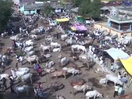 தேர்தலால் மந்தமான மாட்டு வியாபாரம்!!!- வீடியோ