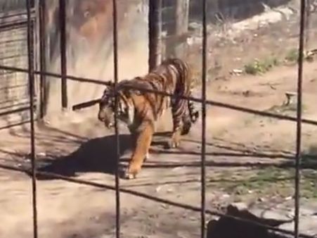 விலங்கியல் பூங்காவில் வேலியை தாண்டி புலி இருக்கும் பகுதிக்குள் குதித்த பெண்: ஏன் தெரியுமா?