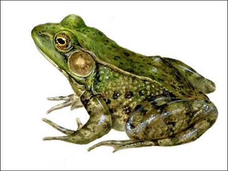 கர்நாடகாவில் மழை வேண்டி தவளைக்கும், தவளைக்கும் திருமணம்