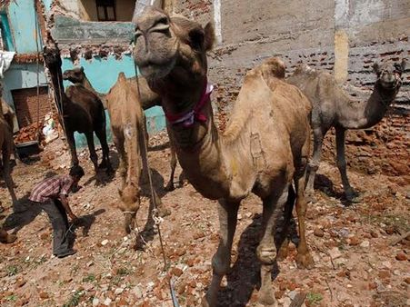 வெயிலில் கட்டி வைத்ததால் ஆத்திரம்... எஜமானை கடித்துக் கொன்ற ராஜஸ்தான் ஒட்டகம்!