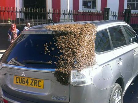 காருக்குள் சிக்கிக் கொண்ட 