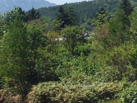 சேட்டை செய்த மகனை கொண்டு போய் காட்டில் விட்ட பெற்றோர்... வினோத தண்டனையாம்!