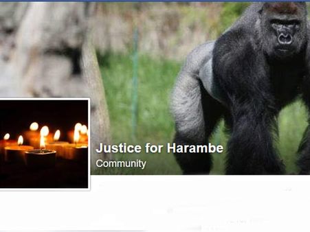 உன்னைக் காப்பாற்ற முடியலயே.. இப்படித்தான் ஹரம்பி வருத்தப்பட்டிருக்குமோ?