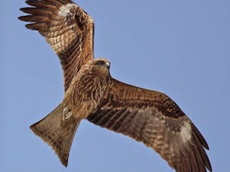 இப்போதெல்லாம் பருந்துகள் வருவதில்லை.. தகனத்திற்கு மாறும் பார்சிகள்!