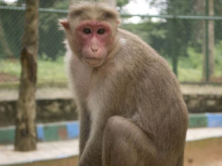 வரவர இந்த ‘குரங்கு’ச் சேட்டை தாங்கலப்பா... கென்யாவையே 3 மணி நேரம் திண்டாட வச்சிடுச்சே!