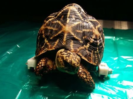 கால்களில் ‘சக்கரம்’ கட்டி... முயலைவிட வேகமாக ஓடும் நட்சத்திர ஆமை... சென்னை வண்டலூரில்!