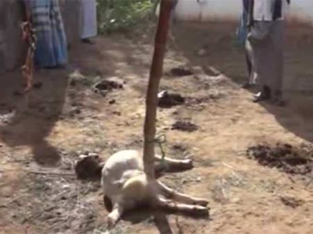 கோபி அருகே கிராமத்திற்குள் புகுந்து 2 ஆடுகளை கடித்துக் குதறிய சிறுத்தை- மக்கள் பீதி: வீடியோ