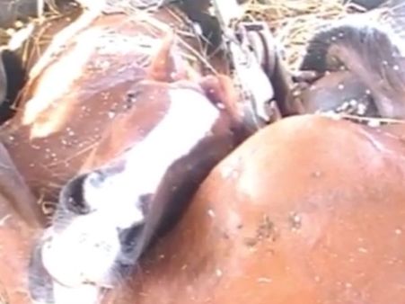 தடுப்பு சுவரில் மோதி கவிழ்ந்த லாரி.. 6 பந்தயக் குதிரைகள் பரிதாபப் பலி - வீடியோ