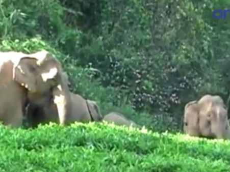 டீ எஸ்டேட்டில் புகுந்து காட்டு யானைகள் அட்டகாசம்... வனத்துறையினரை விரட்டியதால் பரபரப்பு - வீடியோ