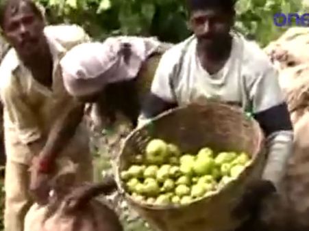 காட்டுயானைகளுக்கு பயந்து... முன்கூட்டியே பேரிக்காய் அறுவடை செய்யும் குன்னூர் விவசாயிகள் - வீடியோ