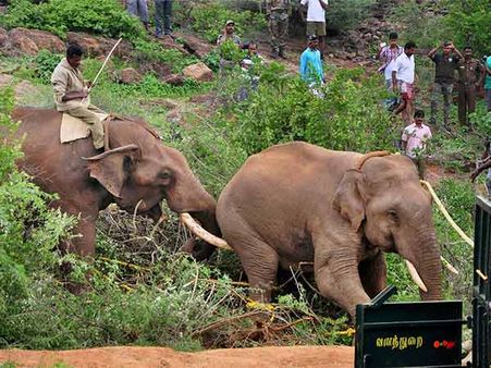 'மி‌ஷன் மதுக்கரை மகராஜ்' சக்சஸ்..... அட்டகாசம் செய்த ஒற்றை யானை பிடிபட்டது