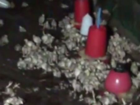 கோழிப்பண்ணையில் இடி விழுந்தது.. பிறந்து 3 நாளேயான 2000 கோழிக்குஞ்சுகள் பலி - வீடியோ