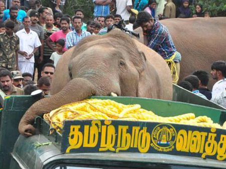 அஃறிணைகள்!