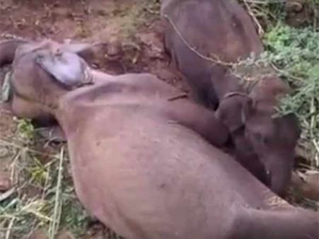 இறந்து போன தாய் யானை.. முட்டி முட்டி எழுப்ப முயற்சிக்கும் குட்டி யானை...!