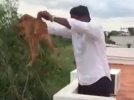 மாடியிலிருந்து கொடூரனால் தூக்கி வீசப்பட்ட நாய் சென்னையில் உயிரோடு மீட்பு