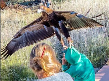 சிறுவனை தூக்க முயன்ற கழுகு... காயங்களுடன் தப்பிய சிறுவன்