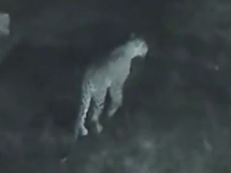 திருப்பதி விஜபி ரூமில் நுழைந்து ஓய்வெடுத்த சிறுத்தை... மாடி ஜன்னல் வழியே எஸ்கேப்- வீடியோ