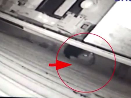 கோர்ட் எதிரேயுள்ள செல்போன் கடையில் திருட்டு... சிசிடிவிவில் பதிவான திருடன்- வீடியோ