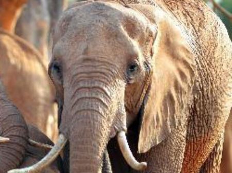 யானை எறிந்த கல் சிறுமியைக் கொன்றது... மொராக்கோ மிருகக்காட்சி சாலையில் சோகம்