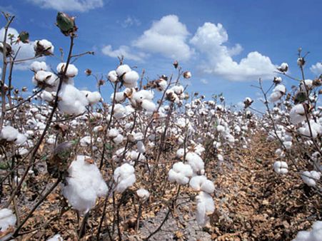 தொழில் நுட்பத்தை சொல்லுங்க... இந்தியா கொடுத்த நெருக்கடியால் மான்சாண்டோ நாட்டை விட்டு ஓட்டம்